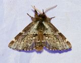Vrflikvinge <br> Odontosia sieversii