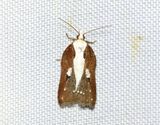 Rosenvrvecklare <br> Acleris cristana