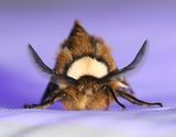 Skckspinnare <br> Endromis versicolora