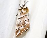 Skckspinnare <br> Endromis versicolora