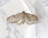 Tallmalmtare <br> Eupithecia indigata