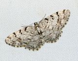 Allavmtare <br> Aethalura punctulata