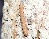 Bredbandat bandfly <br> Noctua fimbriata
