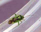 Neolygus viridis