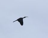 Bronsibis <br>Plegadis falcinellus<br>Glossy Ibis