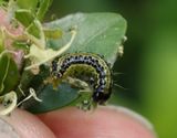 Buxbomsmott <br> Cydalima perspectalis