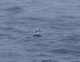Glasgonejder <br> Spectacled eider <br> Somateria fischeri