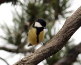 Talgoxe <br> Great Tit <br>  Parus major aphrodite 