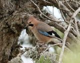 Ntskrika <br> Garrulus glandarius glaszneri