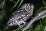 Cyperndvrguv <br> Otus cyprius <br> Cyprus scops owl