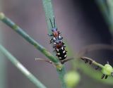 Gulflckig sparrisbagg <br> Crioceris asparagi
