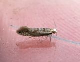 Silvergransbarrmal <br> Argyresthia fundella