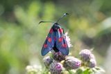 37 Mindre bastardsvrmare - Zygaena viciae