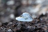 224 Slnspinnare - Cilix glaucata