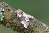 225 Flckig hallonspinnare - Thyatira batis