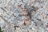 231 Ekblekmaskspinnare - Cymatophorima diluta
