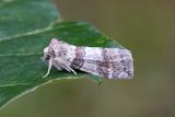 231 Ekblekmaskspinnare - Cymatophorima diluta