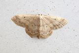 245 Tofsfotad lvmtare - Idaea biselata