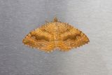 281 Gulvingad fltmtare - Camptogramma bilineatum