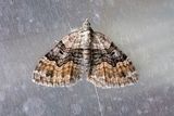 286 Fyrbandad fltmtare - Xanthorhoe quadrifasiata