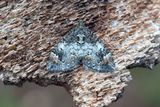 332 Trubbvinklad fltmtare - Dysstroma truncata