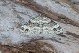 379 Tvillingflckad fltmtare - Mesotype didymata