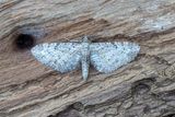 420 Hallonmalmtare - Eupithecia subfuscata