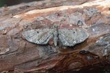 425 Absintmalmtare - Eupithecia absinthiata