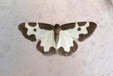 503 Mindre flckmtare - Lomaspilis marginata 