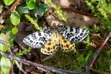 524 Torvmossemtare - Arichanna melanaria