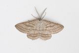 551 Pudermtare - Perconia strigillaria