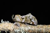 565 Rysk hgstjrt - Pygaera timon
