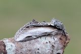 576 Pilporslinsvinge - Pheosia tremula