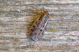 1020 Vetejordfly - Euxoa tritici