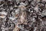 1024 Piltecknat jordfly - Agrotis bigramma