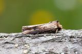 1033 Trfrgat jordfly - Axylia putris