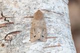 946 Svartprickigt slgfly - Anorthoa munda