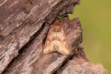 880 Rdgult ngsfly - Oligia fasciuncula