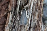 1067 Bergskrabbemal - Nothris gregerseni