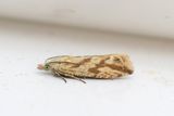 2334 Citronvecklare - Thiodia citrana