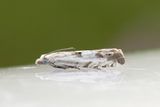 2423 Mjlkfrvecklare - Eucosma lacteana