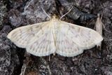 3271 Strre nsselmott - Patania ruralis