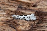 773 Lnnhstmal - Ypsolopha sequella