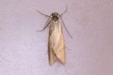 899 Hstdagmal - Diurnea lipsiella