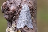 694 Lnnaftonfly - Acronicta aceris