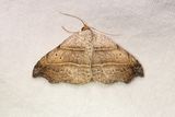 615 Sikelfly - Laspeyria flexula