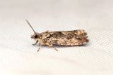 2395 Ekklockvecklare - Zeiraphera isertana