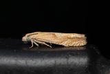 2431 Sallatsfrvecklare - Eucosma conterminana