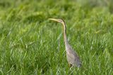 Purple Heron - Purpurhger