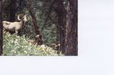 Big Horn Sheep on Wild horse Island, MT